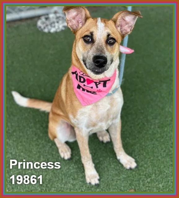 A young medium-sized female Brown / Chocolate Australian Cattle Dog / Blue Heeler dog named Princess for adoption in Marietta, GA