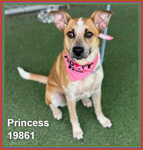 Princess thumbnail 5