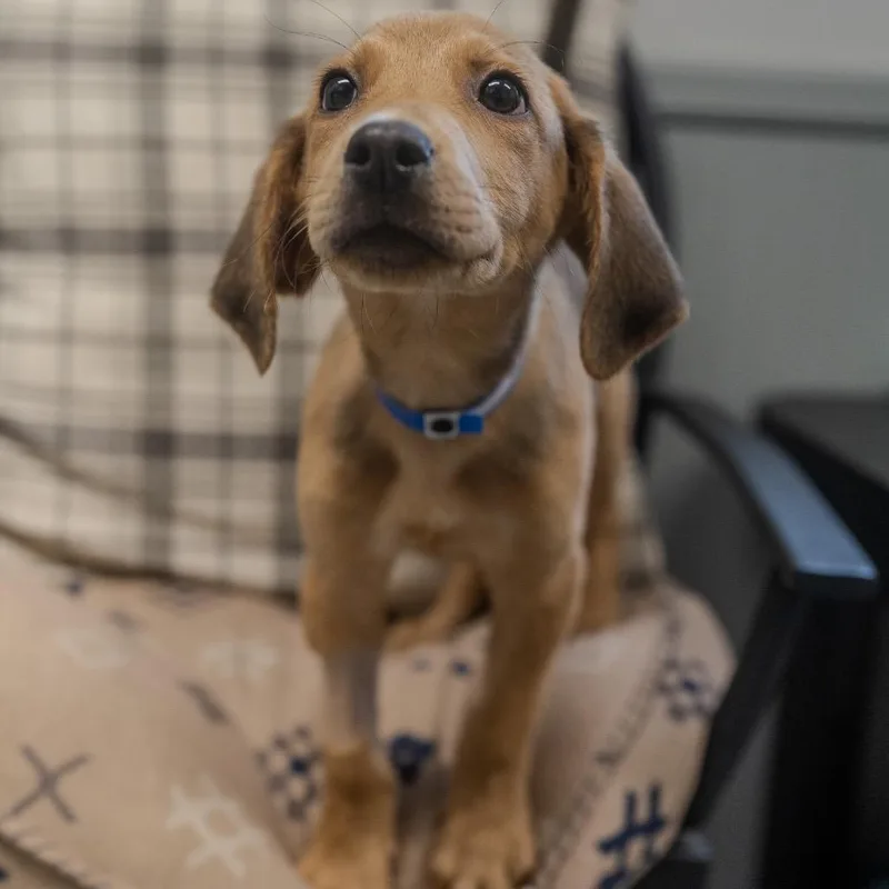 A baby medium-sized male Brown / Chocolate Hound dog named Adam for adoption in Pawling, NY