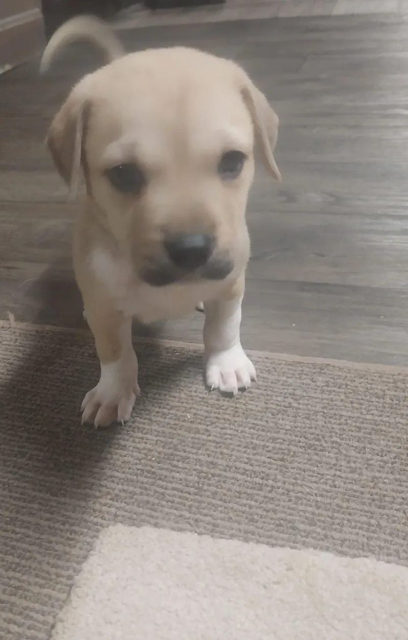 A baby medium-sized male Yellow / Tan / Blond / Fawn Mixed Breed dog named Ella'S Puppies for adoption in Louisville, OH