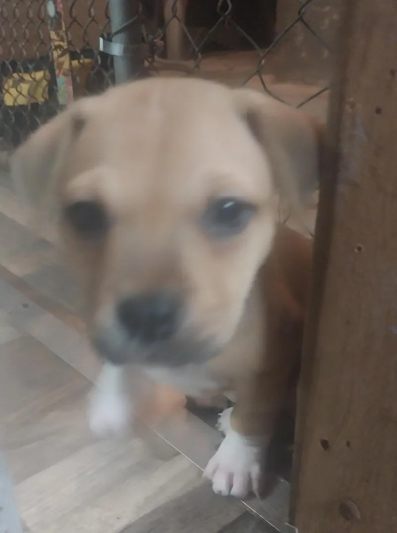 Ella'S Puppies thumbnail 2