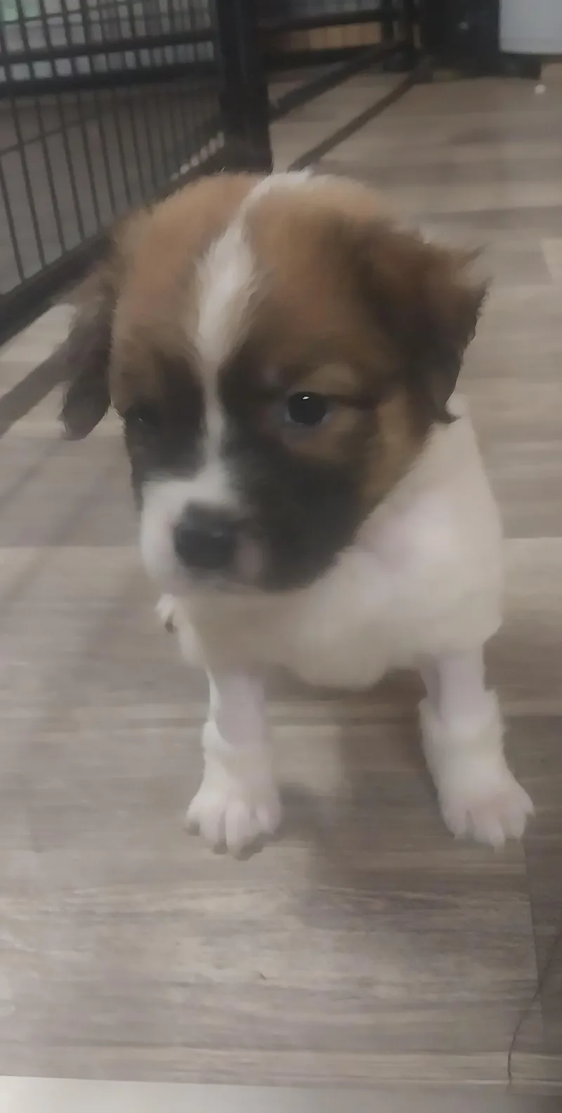 Ella'S Puppies thumbnail 3