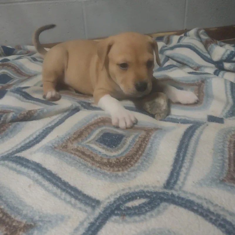 Ella'S Puppies thumbnail 4