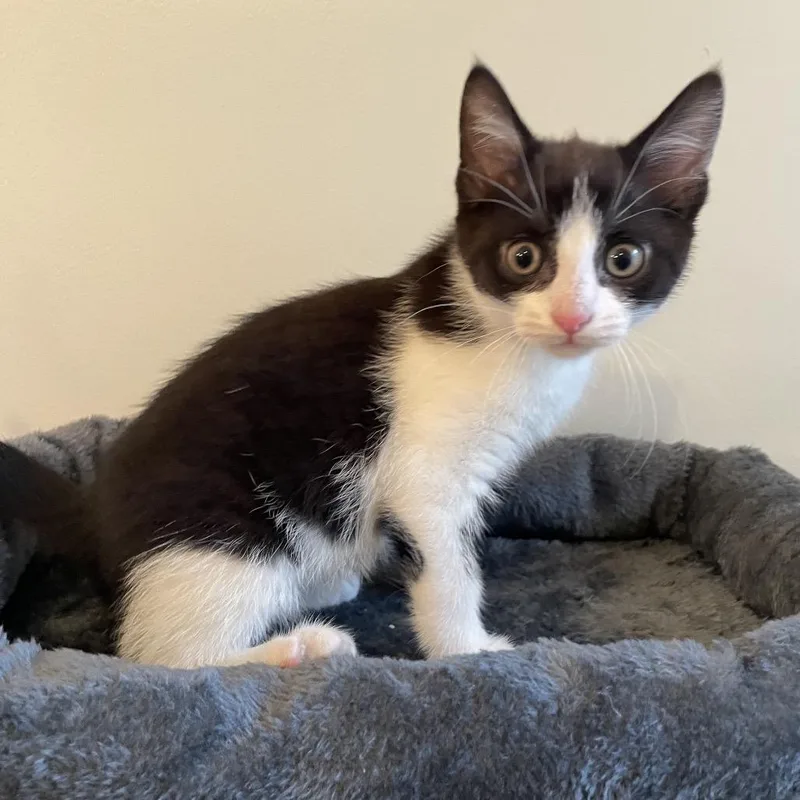 A baby small-sized female Black Domestic Short Hair cat named Poison Ivy for adoption in La Grange, KY