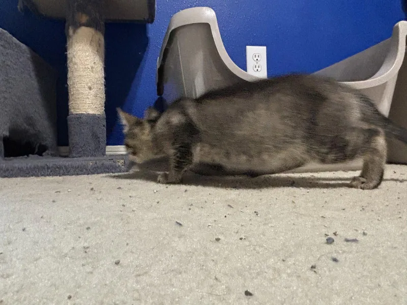 A baby medium-sized female Tabby cat named Jemima for adoption in MONTGOMERY, TX