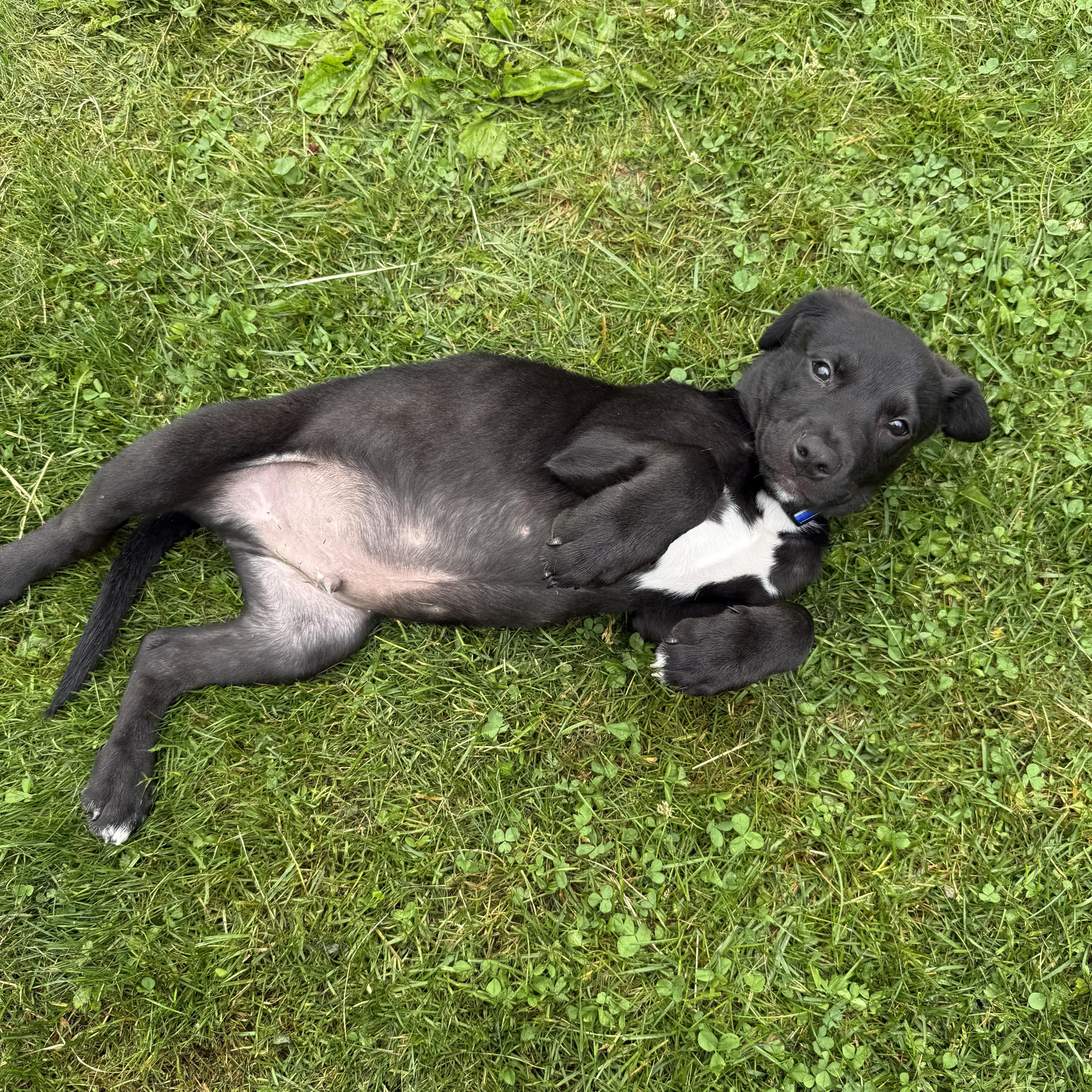 A baby medium-sized male Labrador Retriever dog named Noah for adoption in Kutztown, PA