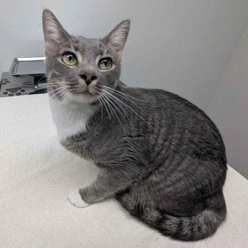 A young medium-sized female Tabby (Gray / Blue / Silver) Domestic Short Hair cat named Salem for adoption in Seven Valleys, PA