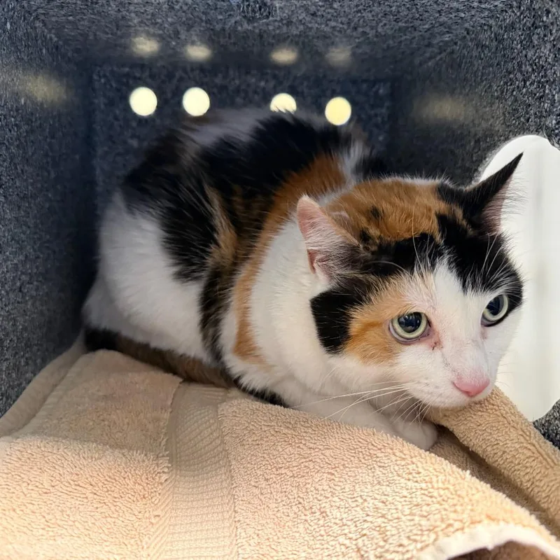 An adult large-sized female Calico Domestic Short Hair cat named Sasha for adoption in Pasadena, CA