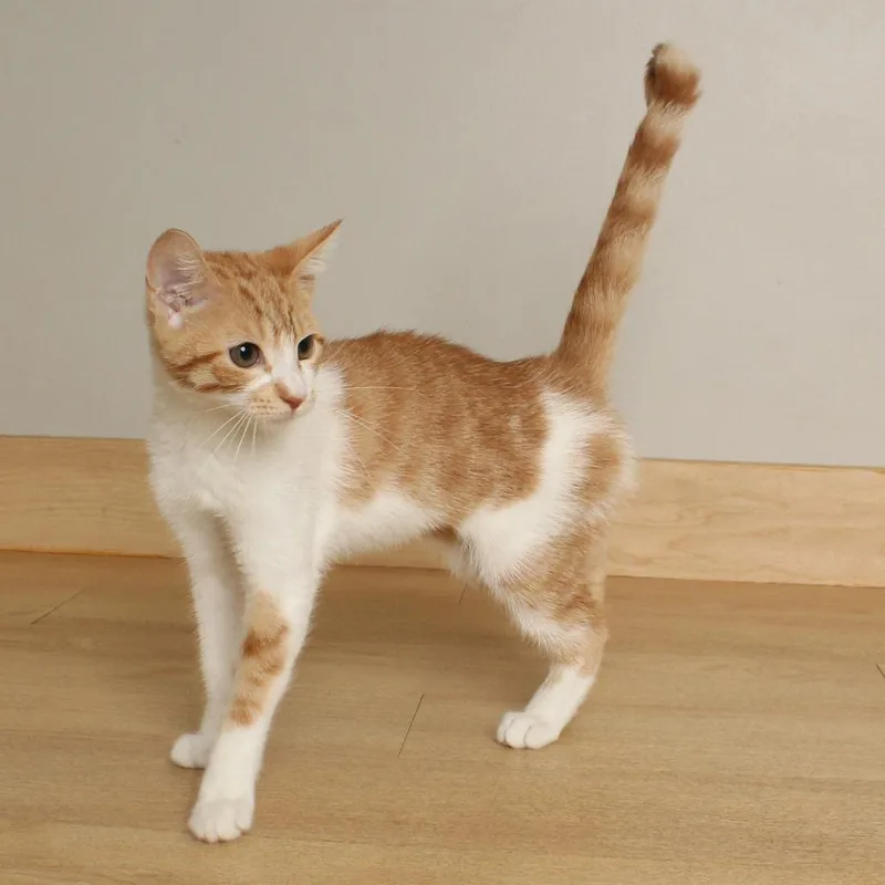 A baby small-sized female Orange / Red Domestic Short Hair cat named Nyx C for adoption in Minnetonka, MN