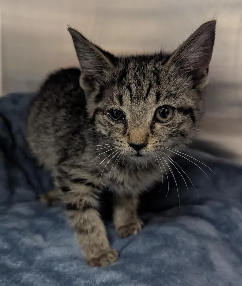 A baby small-sized male Tabby (Brown / Chocolate) Domestic Short Hair cat named Andy for adoption in Evansville, IN