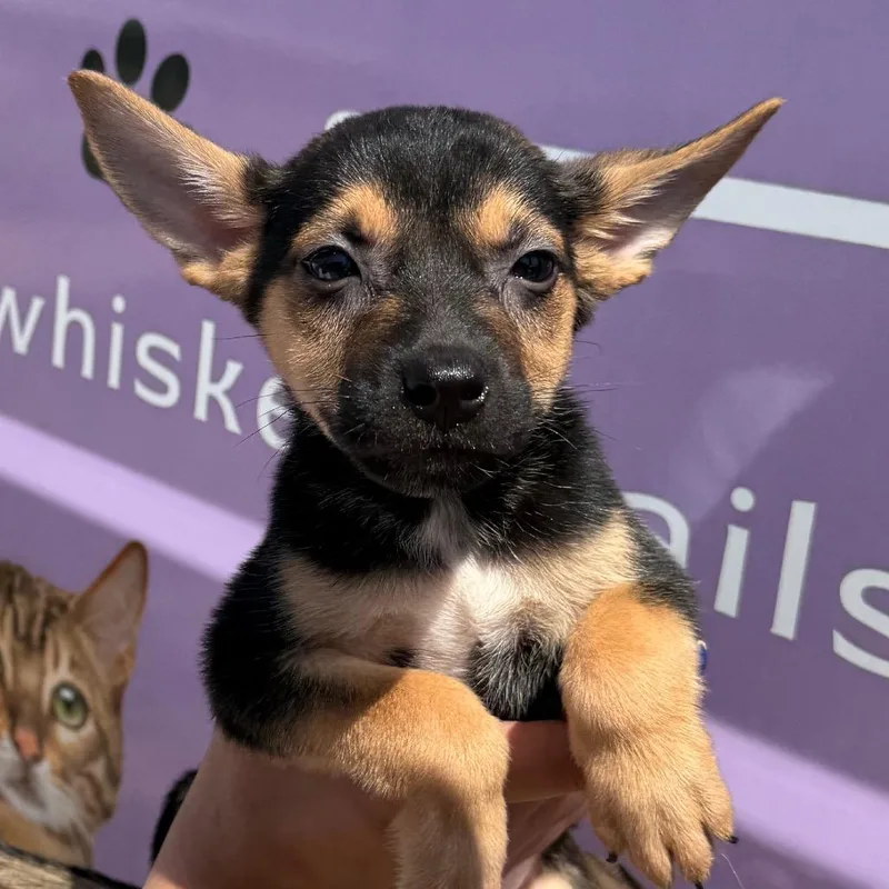 A baby small-sized male Black Mixed Breed dog named Popeye for adoption in Midland, TX