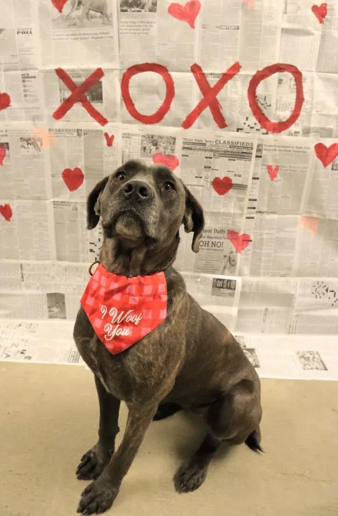 A young medium-sized female Mixed Breed dog named Bellatrix for adoption in Minot, ND