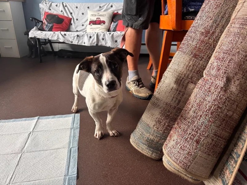 A baby small-sized male Jack Russell Terrier dog named Jimmy for adoption in Port Jervis, NY
