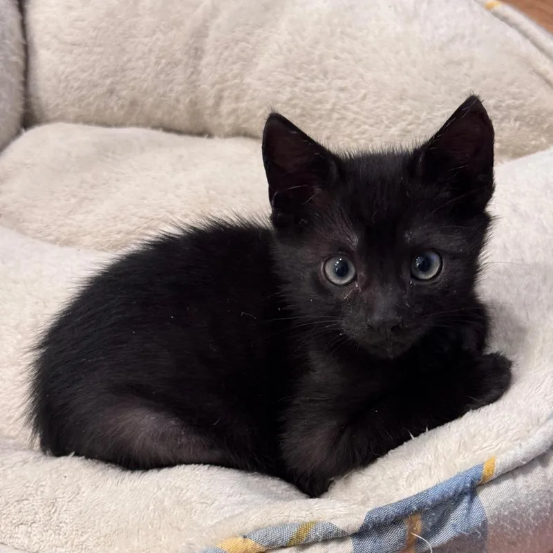 A baby small-sized male Black Domestic Short Hair cat named Tarmac for adoption in Jupiter, FL