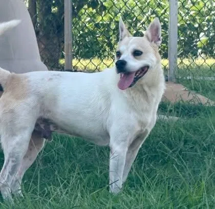 A senior medium-sized male Mixed Breed dog named Milo for adoption in Appleton, WI