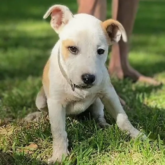 A baby medium-sized male Golden Mixed Breed dog named Cutbait for adoption in Cleveland, TX
