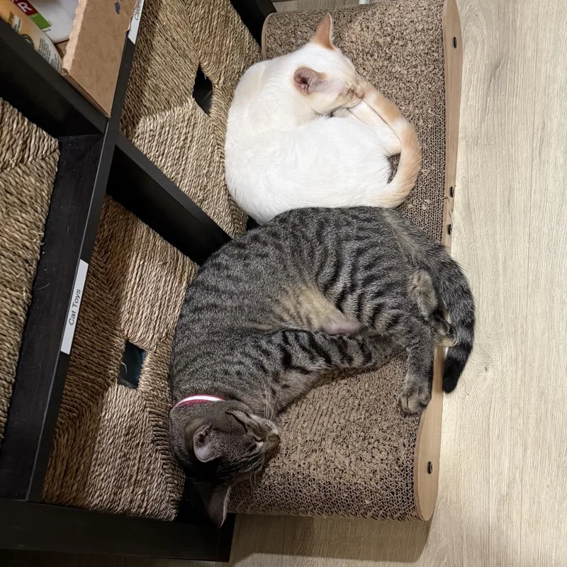 A young small-sized female Domestic Short Hair cat named Onryo for adoption in Tustin, CA