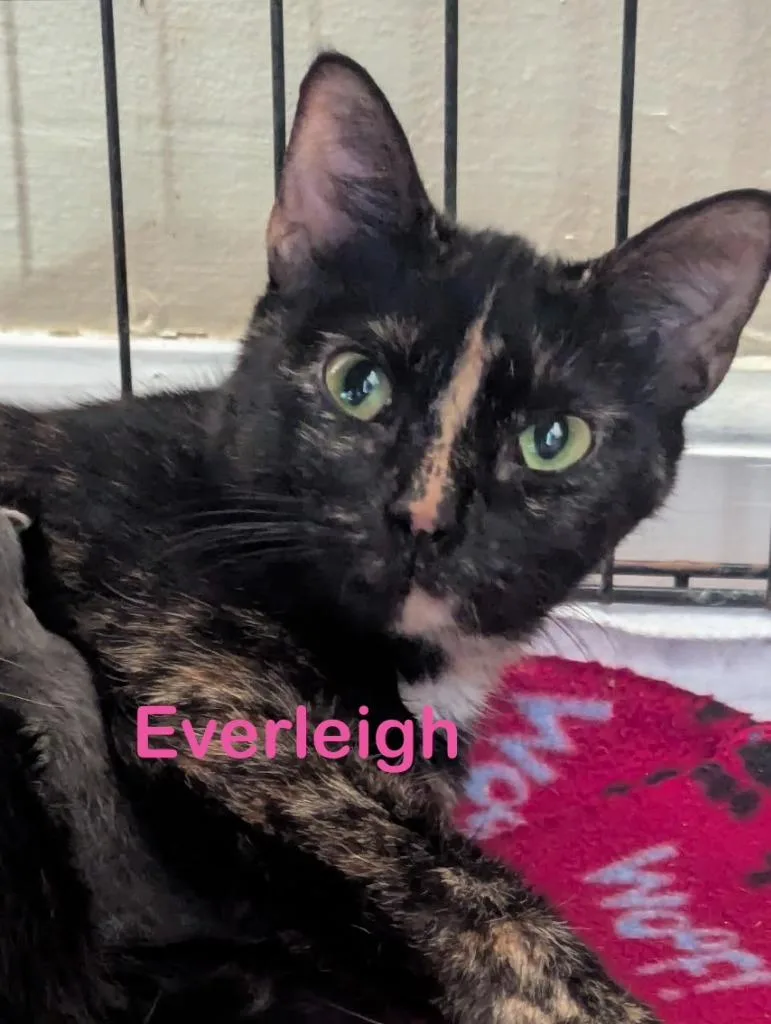 A young medium-sized female Calico cat named Everleigh for adoption in New Bern, NC