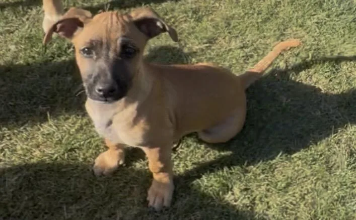 A baby small-sized female Chiweenie dog named Tatum for adoption in Bakersfield, CA