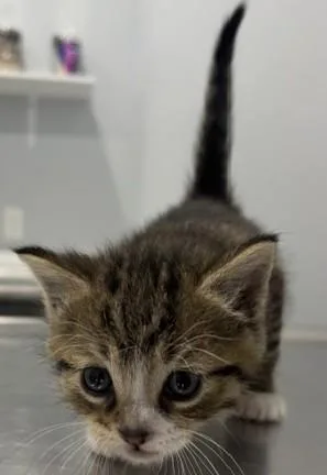 A baby medium-sized male Tabby (Brown / Chocolate) Domestic Short Hair cat named Mason for adoption in Pella, IA