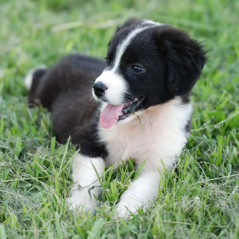 A baby medium-sized male Black Australian Shepherd dog named Figaro for adoption in Madisonville, TX