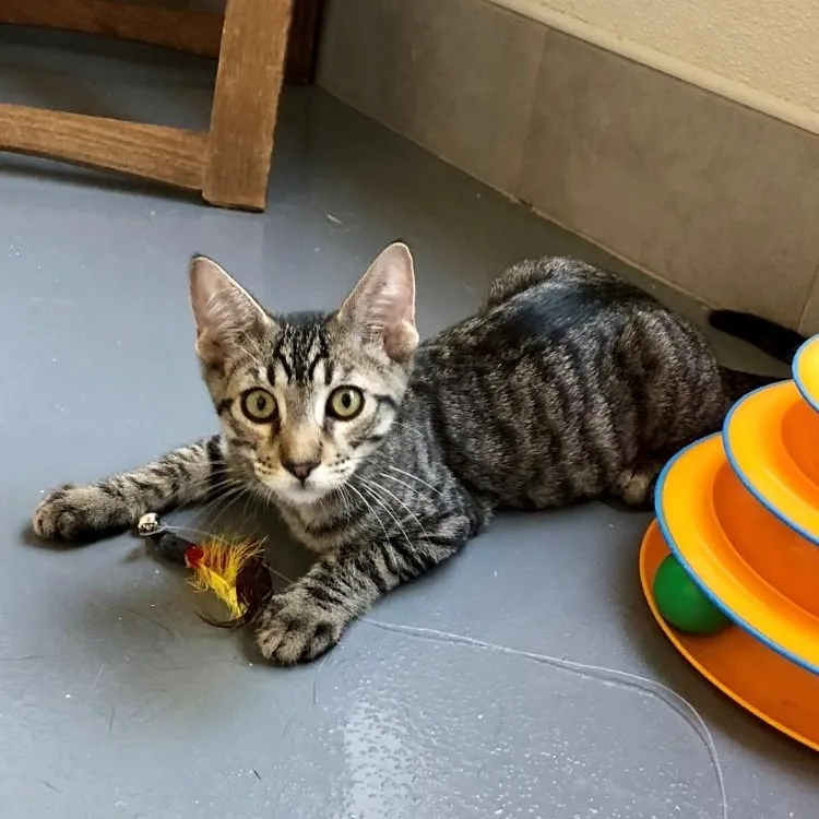 A baby large-sized male Tabby (Gray / Blue / Silver) Domestic Short Hair cat named Scout for adoption in Lodi, CA