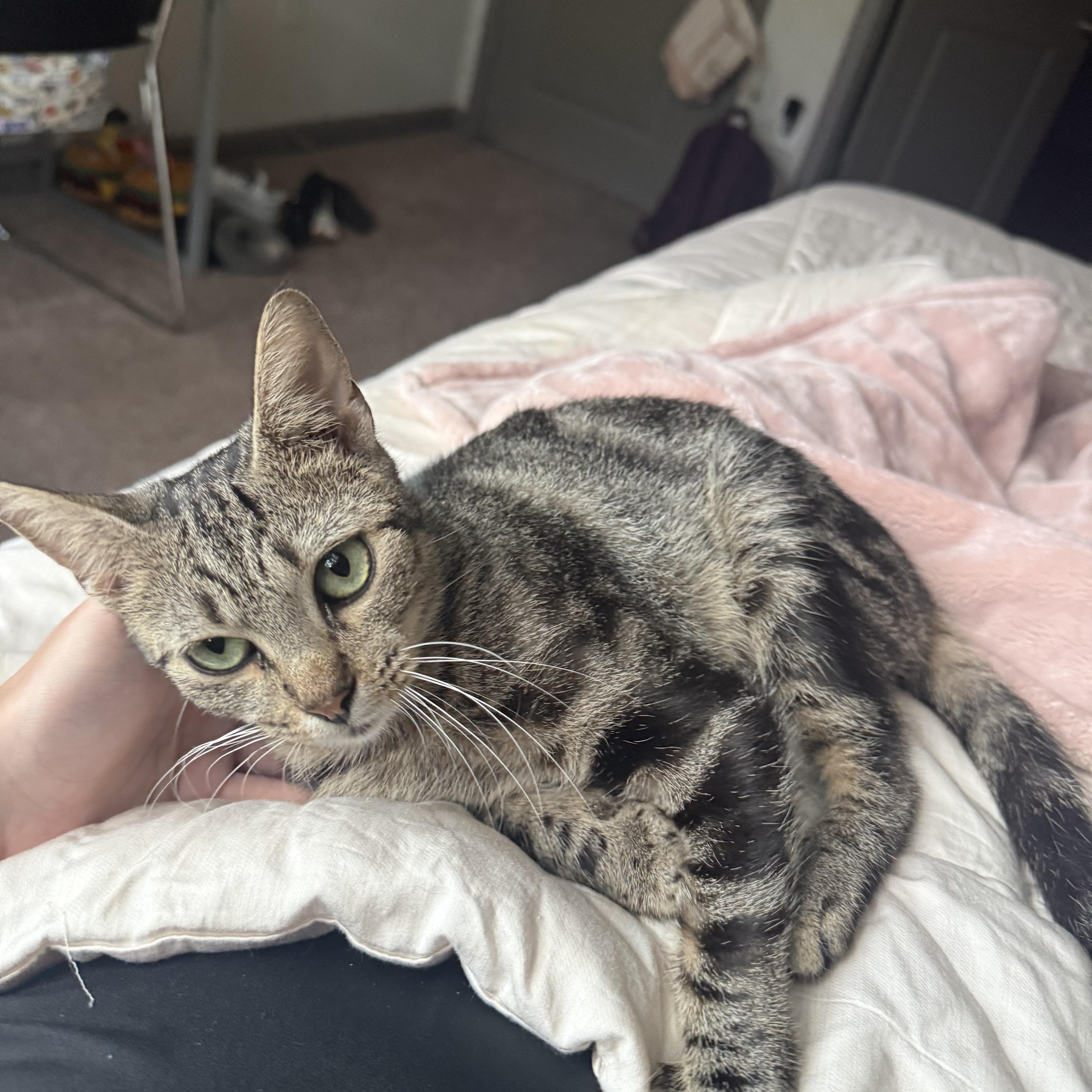 A young medium-sized female Tabby (Buff / Tan / Fawn) Tabby cat named Tipsy Tina for adoption in Columbia, SC
