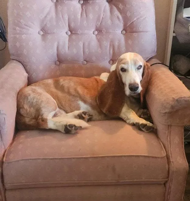 A senior large-sized female Basset Hound dog named Hazel for adoption in Grapevine, TX