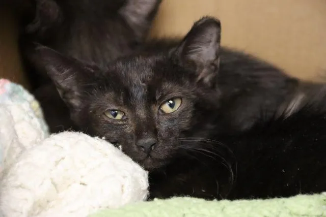 A baby small-sized female Domestic Short Hair cat named Juno for adoption in Tucson, AZ