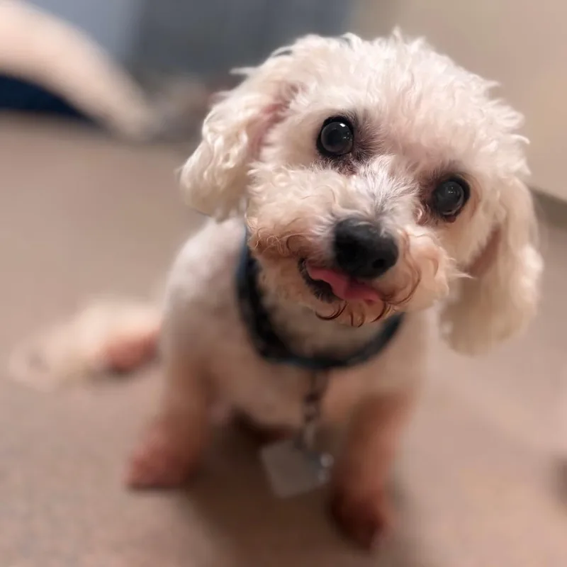 A senior small-sized male White / Cream Bichon Frise dog named Bodie for adoption in Roanoke, VA