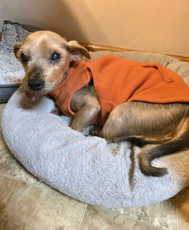 A senior small-sized male Golden Yorkshire Terrier dog named Chuckie for adoption in Jamestown, ND