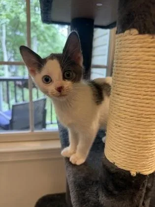 A baby small-sized female Gray & White Domestic Short Hair cat named Arya Stark for adoption in Annapolis, MD