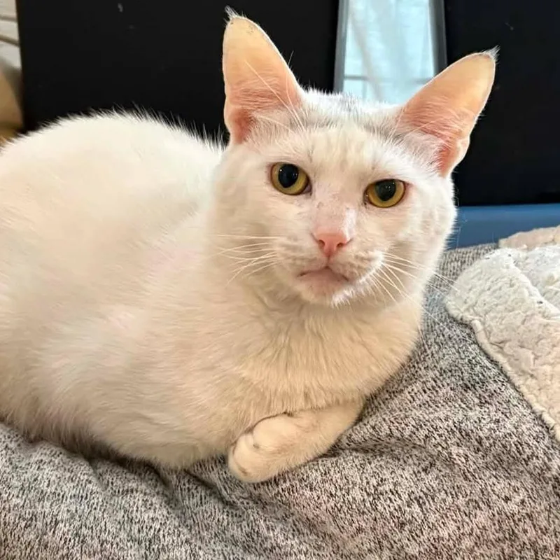 An adult small-sized male White Domestic Short Hair cat named Joey for adoption in Washington, DC