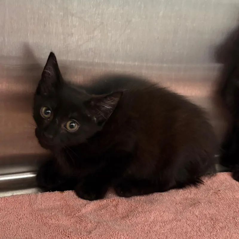 A baby small-sized male Black Domestic Short Hair cat named Asparagus for adoption in Morganton, NC