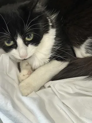 An adult medium-sized female Domestic Short Hair cat named Yamaha for adoption in West Chester, PA