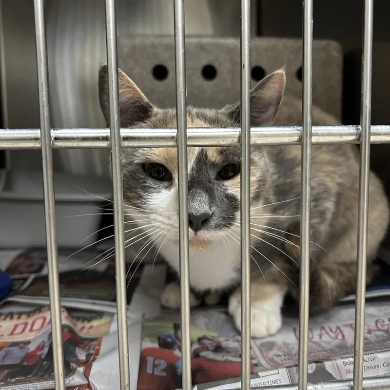 An adult medium-sized female Domestic Short Hair cat named Stacey for adoption in Roxboro, NC