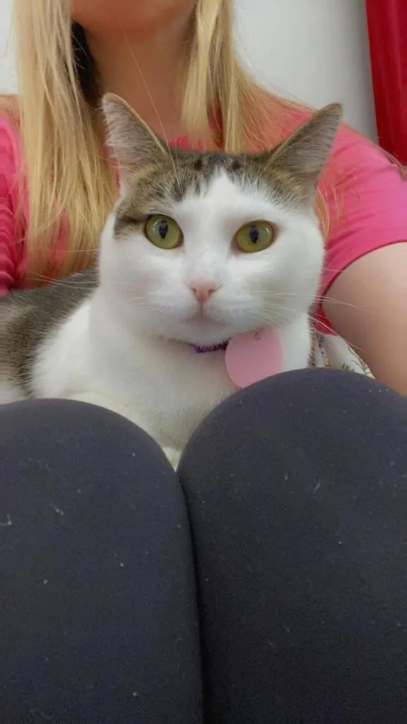 A young medium-sized male Domestic Short Hair cat named Michalea for adoption in Mustang, OK