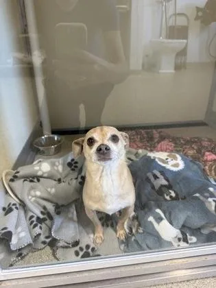 A senior small-sized male Chihuahua dog named Gunner for adoption in Pequot Lakes, MN