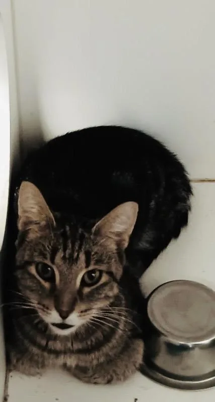 A baby small-sized female Domestic Short Hair cat named Marcie Mom for adoption in Crandon, WI