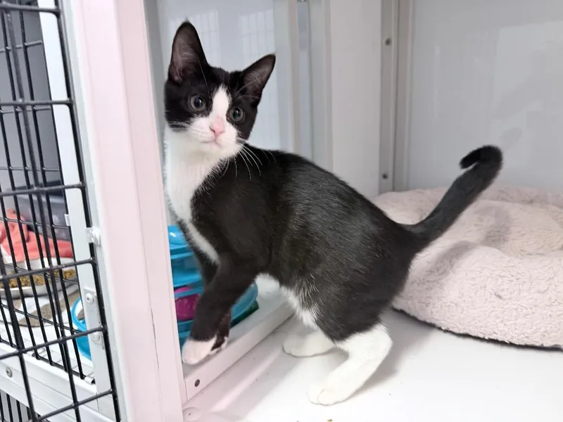 A baby medium-sized female Domestic Short Hair cat named Arlo Sky for adoption in Raleigh, NC