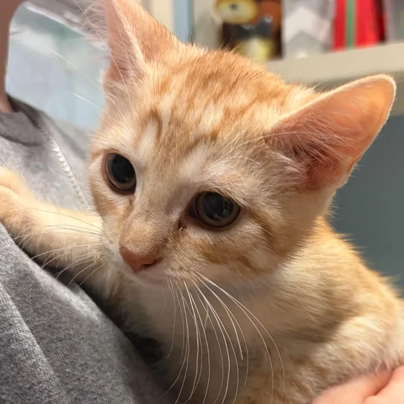 Pineapple thumbnail 2