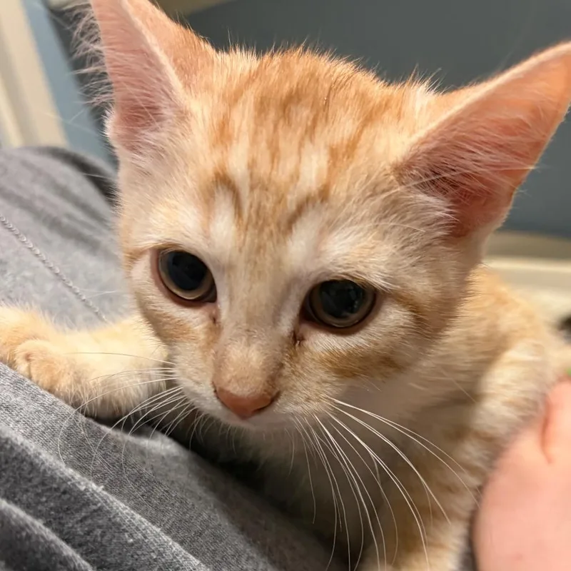 Pineapple thumbnail 3