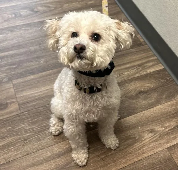 An adult small-sized female Poodle dog named Luna for adoption in San Diego, CA
