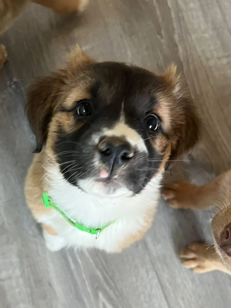A baby medium-sized female Tricolor (Brown, Black, & White) Mixed Breed dog named Brittany for adoption in Chino Valley, AZ