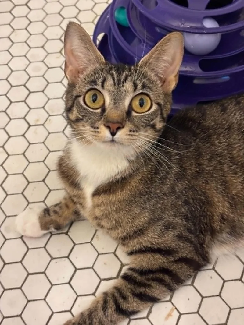 A baby medium-sized female Tabby (Buff / Tan / Fawn) Domestic Short Hair cat named Clover for adoption in Pittsburgh, PA