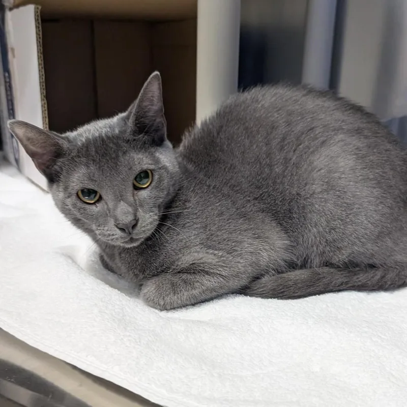 A baby small-sized female Gray / Blue / Silver Domestic Short Hair cat named Cheerios for adoption in Freeport, FL