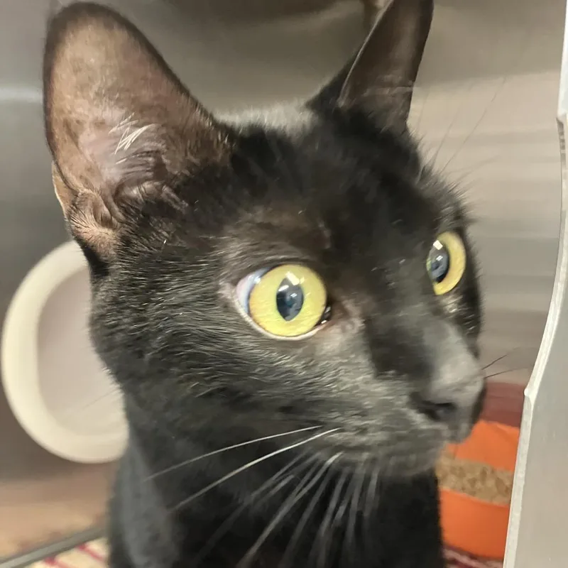 An adult extra large-sized female Black Domestic Short Hair cat named Penny for adoption in Port Charlotte, FL