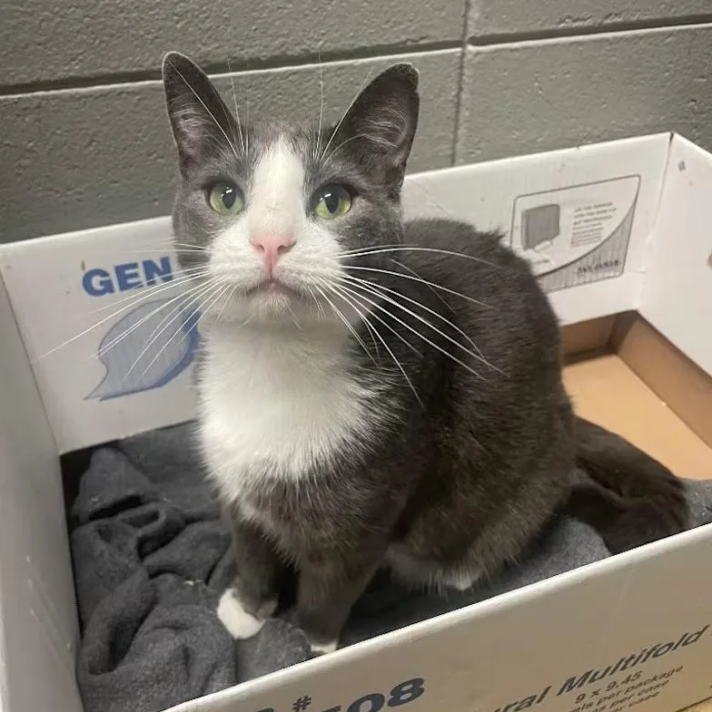 Jack Rabbit thumbnail 2