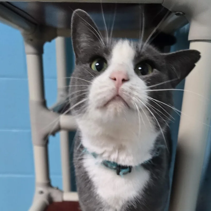 Jack Rabbit thumbnail 3