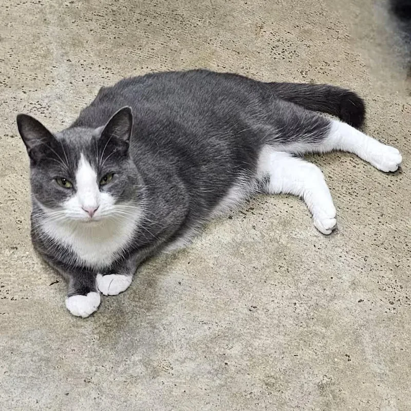 Jack Rabbit thumbnail 4